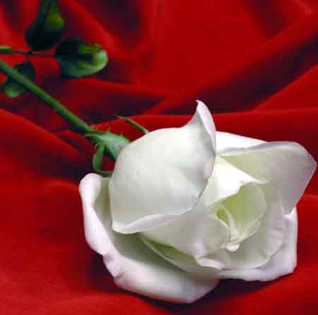 دانلود آهنگ خنجر از پشت علی اسدیان